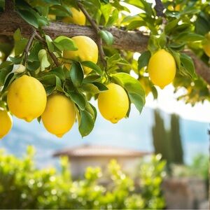 Hi read my Bio & Policy🌹